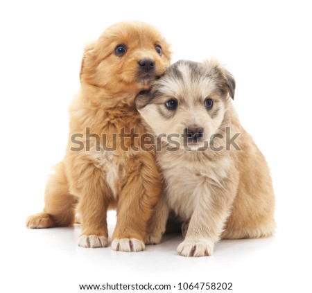Two cute puppies isolated on a white background.