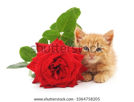 Brown kitten and red rose isolated on a white background.