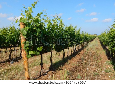 rows of vines in the Tuscan countryside