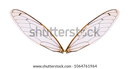nsect wing isolated on white background