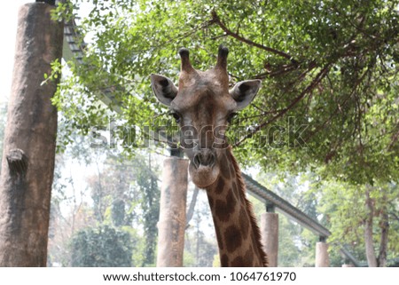 Giraffe Neck Long and Cute