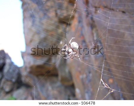 A spider feeding on a fly in north Iceland