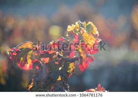 wine leafs in autumn, Costa Blanca, Spain