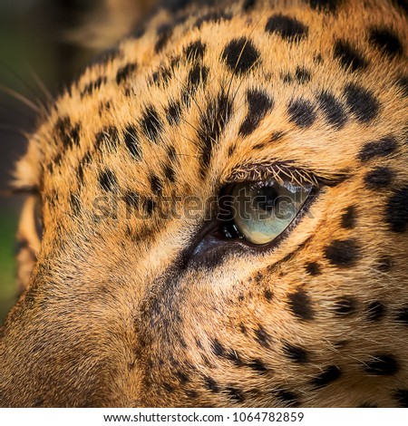 Close-up eye of Leopard.