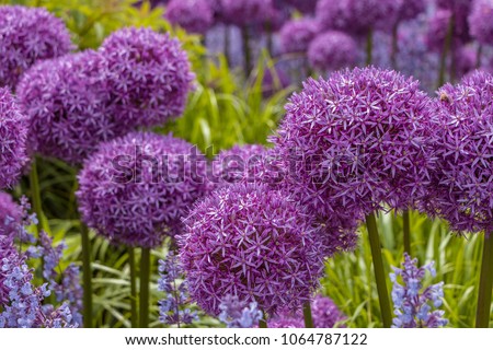 Giant Onion (Allium Giganteum) blooming. Field of Allium / ornamental onion. Few balls of blossoming Allium flowers. Filled full frame. Beautiful picture with Alliums for the gardening theme. Royalty-Free Stock Photo #1064787122