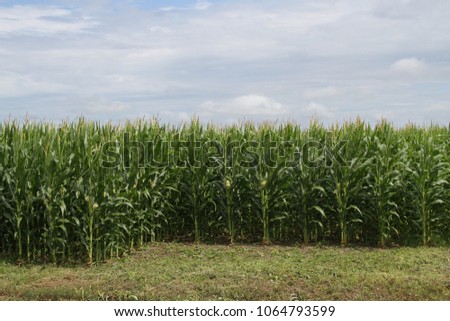 Rows of growing corn in a rural field