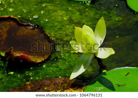 Close-up: beautiful lotus