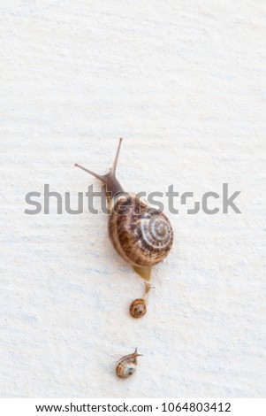 A large grape snail with small snails crawls along a white textured surface