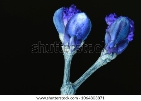 Beautiful buds of maple isolated on black background. Ultra Violet color of the picture. Creative photography.