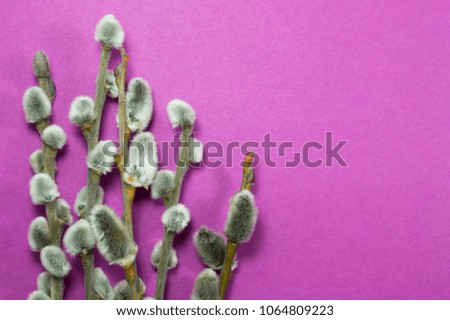 Several elegant willow branches on a purple background.
