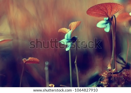 nature beauty flowers / background flowers vintage toning, beautiful nature photo macro