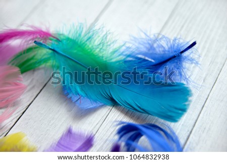Color feathers on a light wooden background
