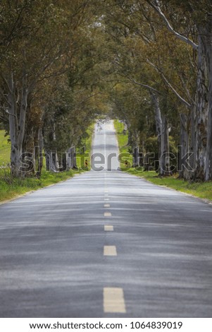 landscape of country road. Road tunnel of trees. Portugal