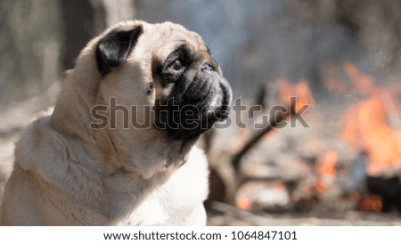 pug dog domestic animal 