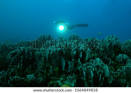 Blue coral (Heliopora coerulea). Picture was taken in the Ceram sea, Raja Ampat, West Papua, Indonesia