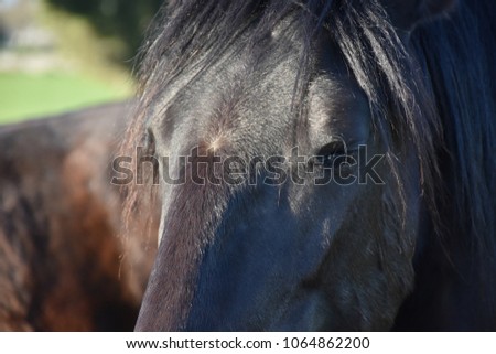 MURGESE HORSE. Italian equine breed of the Murge (Puglia, Italy), bred in the wild since the twentieth century in the old farms. Its origins date back to the era of Spanish domination. Close up
