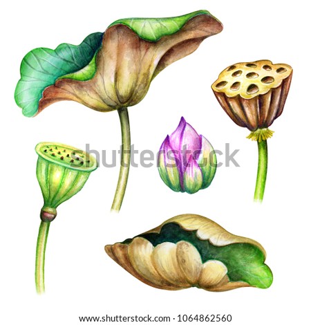watercolor botanical illustration, green lotus leaves, flowers, oriental garden nature, water lillies, chinoiserie design elements, lotos, tropical floral clip art isolated on white background