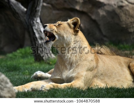 Lion in africa