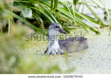 Common Coot (Fulica atra).  Moscow region, Russia
