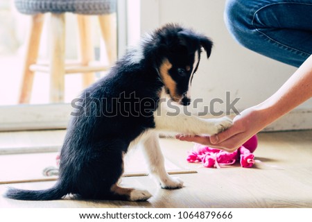 Cute tiny border collie puppy practicing tricks : paw! for treat