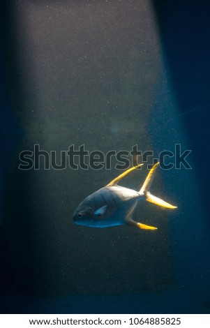 fish with yellow fin