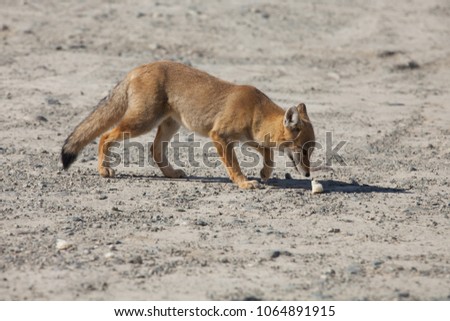 Wild fox sniffing bread in the desert of Argentina