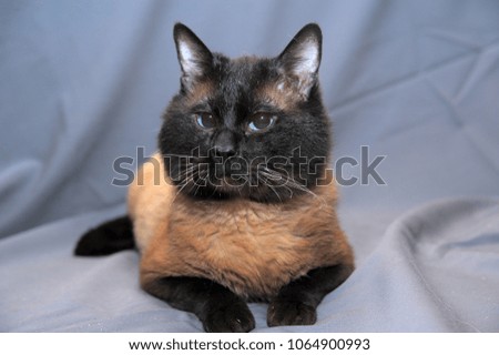 Siamese cat on a gray background