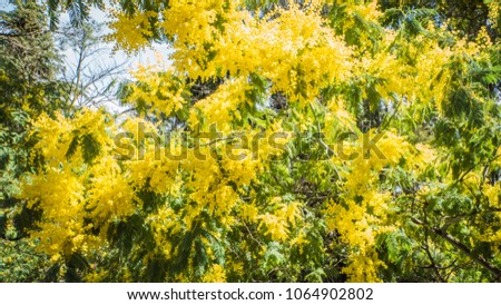 Mimosa Bloom with Yellow Flowers in Spring in Madrid Spain