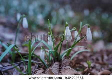 Galanthus, snowdrop flowers. Fresh spring snowdrop flowers. Snowdrops at last year's yellow foliage. Flower snowdrop close-up. Spring flowers in the snow