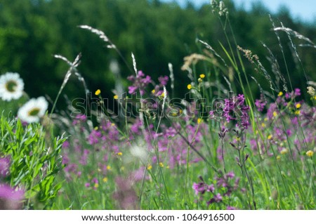 The purple wildflowers and grass in the  meadow, in the windy, sunny summer day. Shallow field of depth, blurry flowers in background and foreground.