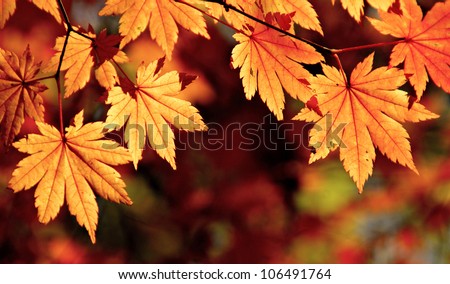 Autumnal maple leaves, fall scene