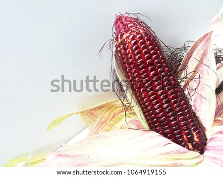 Pods and seeds of purple corn. Purple corn of Thai farmers