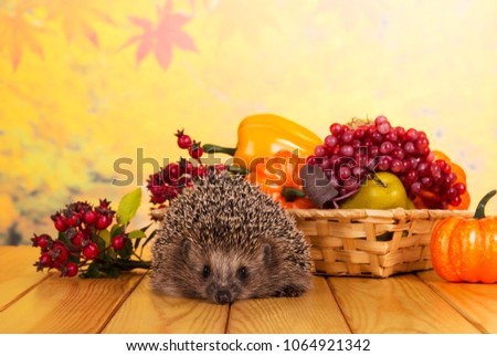 Funny gray hedgehog sits on wooden table, next to basket of fruits and vegetables