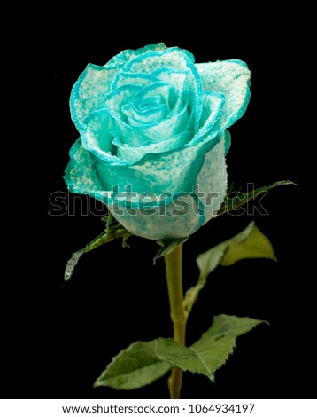 blue rose -black background
