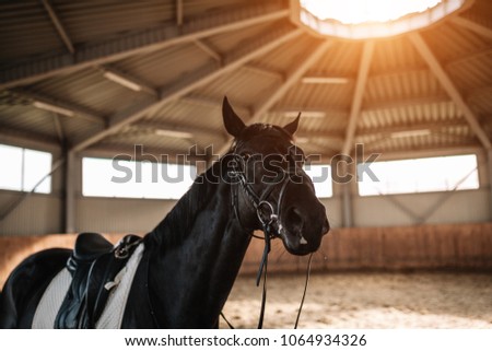 horse stables close up with sunlight on the background horizontal image
