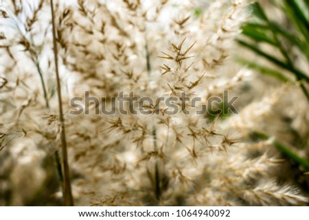closeup of Cortaderia selloana waving leaves and seeds and breathtaking view of white dark clouds on the sky