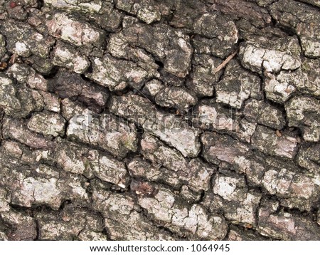Stock macro photo of the texture of oak tree bark.  Useful as a layer mask or background.