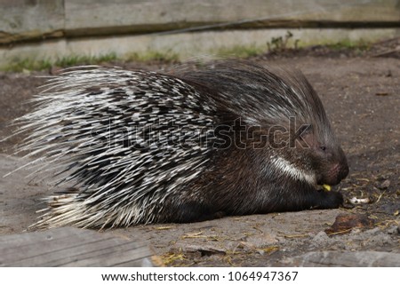 Porcupine - the prickliest of rodents, though its Latin name means “quill pig.”