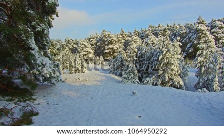 winter forest and sun steadicam shot. christmas tree the beauty nature landscape outdoors