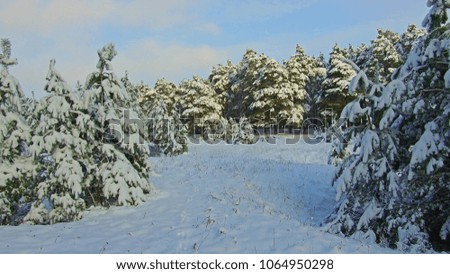 Snowfall in the forest park. Winter landscape in snow-covered park. Heavy snowfall.