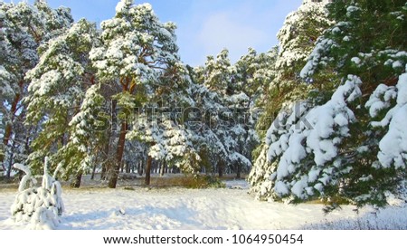 Following the footsteps in snow through winter forest steadicam shot. christmas tree the beauty nature landscape outdoors