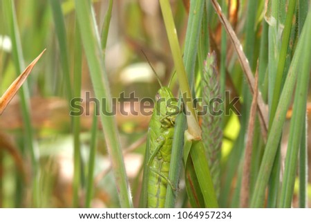 grasshopper in the nature