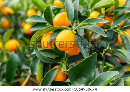 Kumquat fruits. Fortunella margarita Kumquats ( or cumquats )  foliage and Oval fruits on kumquat  dwarf  tree. Royalty-Free Stock Photo #1064958674