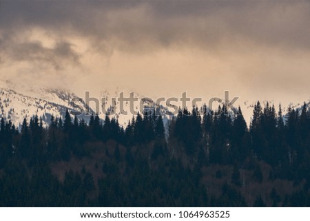 Winter mountain landscape on ecologically clean air of natural nature. Grow green coniferous trees. Colorful blue sky with running clouds. On the cold ground lies white snow.