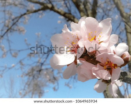 the blossoming flowers of apricot.