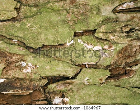 Stock macro photo of the texture of tree bark.  Useful for layer masks, backgrounds, and textures.