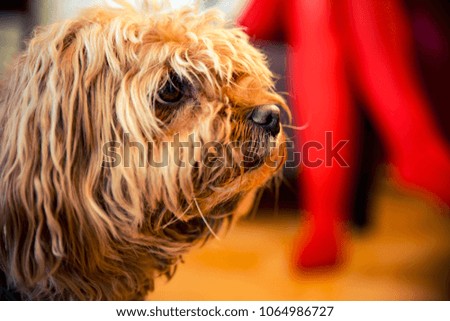 Sad dog looking at food