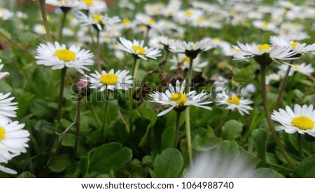 Daisy flowers in the meadow