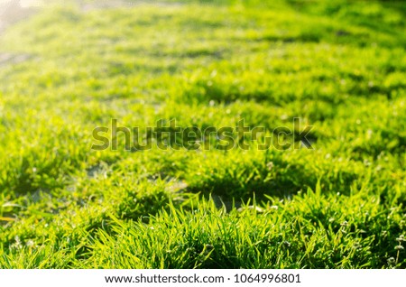 green grass on a sunny day. selective focus. texture of grass. background for design. natural wallpaper. concept of spring