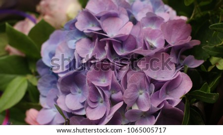 Beautiful and calming picture of the purple Hydrangea flower taken in Amsterdam, great for background use and advertisement 